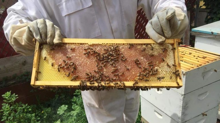 Beekeeping at a WWOOF farm
