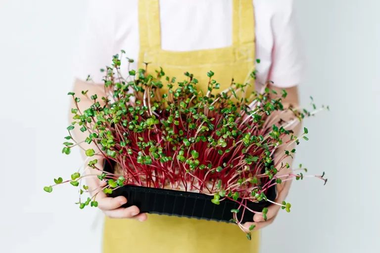Germinated micro greens in child's arms
