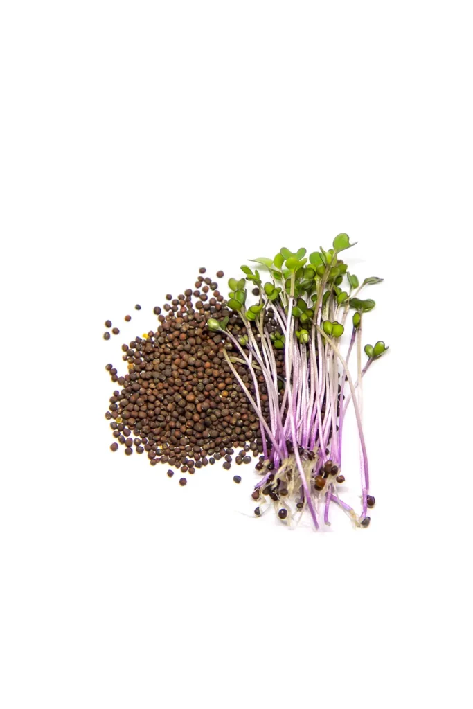 red cabbage micro green easy to grow